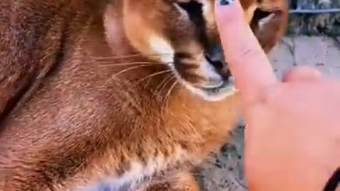 Cute Animal Nose Boop Compilation #shorts