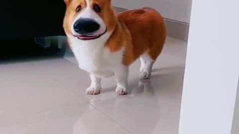 Funny dog