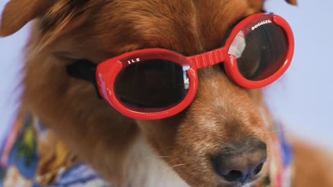 A dog 🐶 with red sun glasses