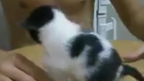 Cute cat and milk