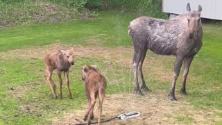 Baby Moose Gets Bossy Around Sprinkler