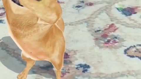 Dancing dog