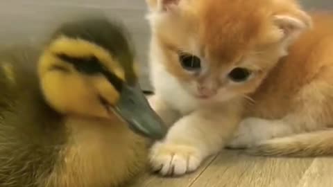Cat and Duck baby 😻🦆