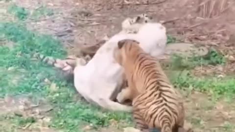 Two tigers are fighting