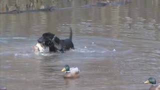 Hunting University - S10E08 - American Retriever Classic And Henry County Duck Hunt