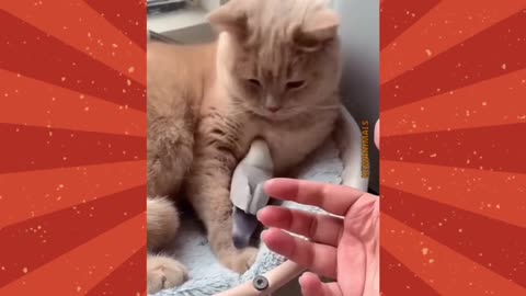 playing with a very cute kitten 🐈🐈 funny cat moment - anak kucing lucu