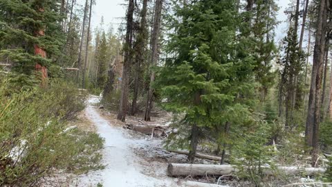 Snowy Pine Forest Hiking – Central Oregon – Edison Sno-Park – 4K