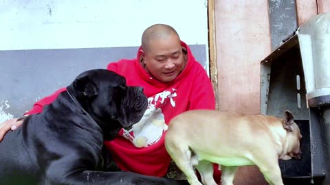 [Pet dog]Dogs are man’s most loyal friends[pug]Cute funny bulldog20