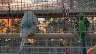 Budgies at Sunset