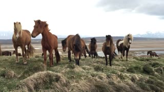 These Majestic Wild Horses Discover A New Friend