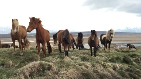 These Majestic Wild Horses Discover A New Friend