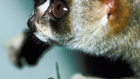 Facts about Low Loris | Slow Loris