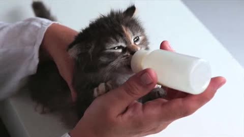 Kitten With Pleasure Eats a Milk so cute 🥰😍😘