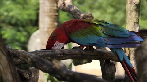 Red Parrot Amezing Birds 🕊️