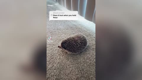 EASY PRICKINGS: Young Man Grabs A Hedgehog To Show It Does Not Hurt