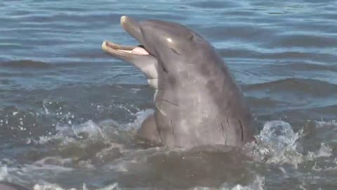 Dolphin Dance Video