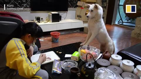 Father trains dog to supervise his daughter a