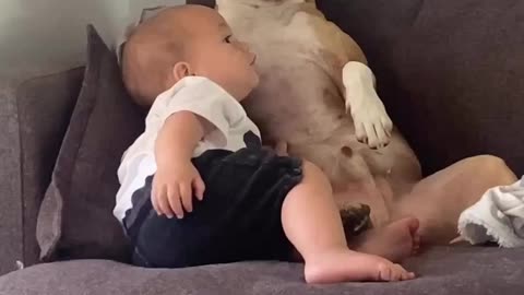 Baby playing with pitbull