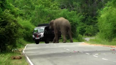 fearless woman #wildelephant #attack