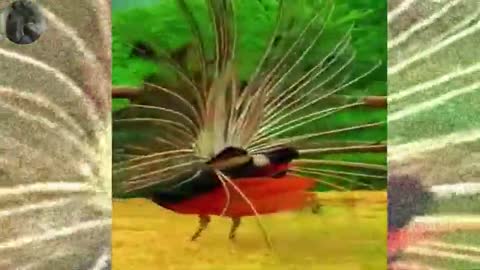 Peacock dance with for you