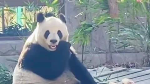 Panda eat bamboo