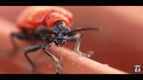 macro videography super close scenes insects