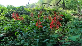 Cardinal Flower