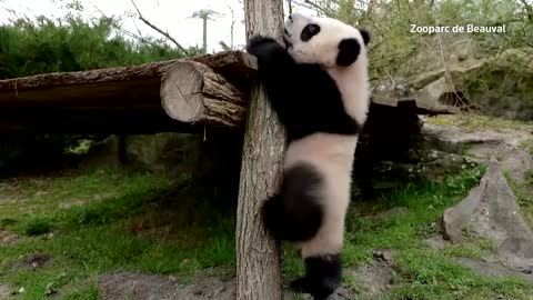 French zoo's baby pandas frolic outdoors for first time