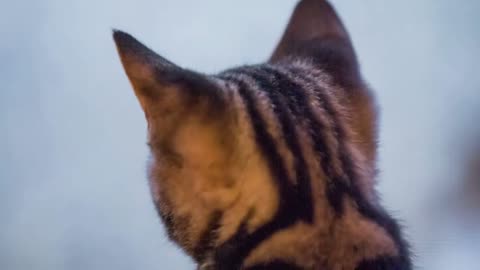 A Purrfect Fit Your Guide to Selecting the Right Cat Breed