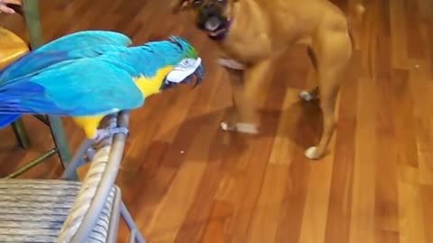 Macaw tells Boxer 'don't bite'!