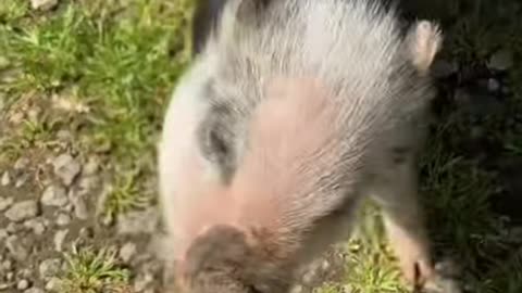 Cute piglet#piglet #pig #babypig