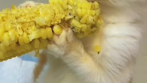 Cute cat eating Very nicely