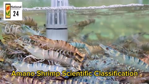 Amano Shrimp Scientific Classification | National Geographic 24