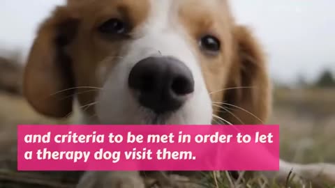 Watch!!! How to Qualify your Dog As a Therapy Animal