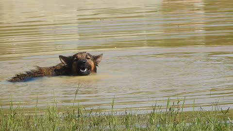 Dog in Summer