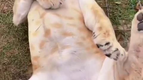 Big cat belly pats!🤗😼
