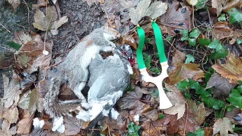 Squirrel and pidgon slingshot kill