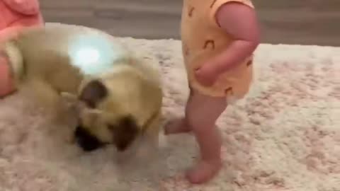Extremely funny dog, playing with baby ,cat funny video Cute dog cute cats cute pets