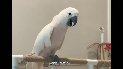 cockatoos dance better than me(uu's dance moves compilation)