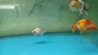 Baby fish magic