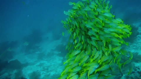 Herd of fish