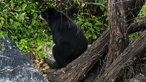 A Spectacled Bear’s Sense of Smell Puts a Bloodhound to Shame 🐻 Smithsonian Channel