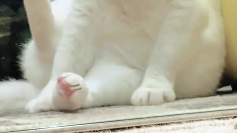 #white cat