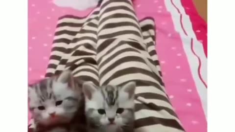 Animal cat. cartoon funny videos 🤣🤣