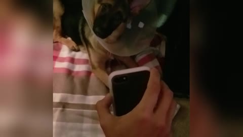 Puppy gets mind blown by video call