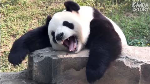 😂Funny Panda Compilations. 🐼