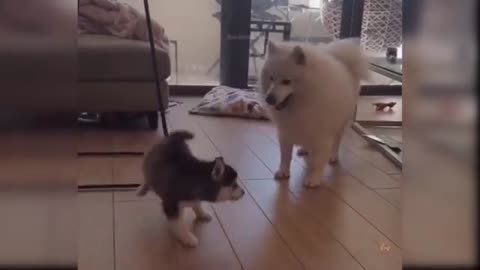 funny dog videos dog and baby dog masteya