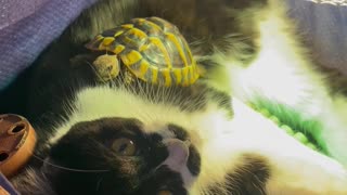 Tortoise and Cat Cuddle Together