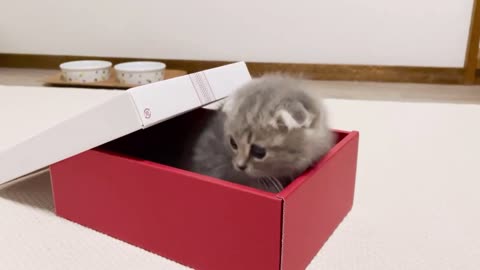 Luna , a kitten playing in a box