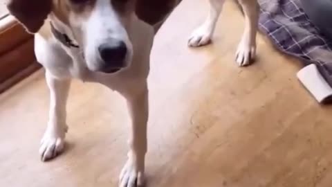 Cute cate and Dog😂😂😂😂 Funny Animal Videos 2023 😂 - Funniest Dogs And Cats Videos 😺